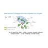 BIODIFF pocket water BIODIFF pocket water