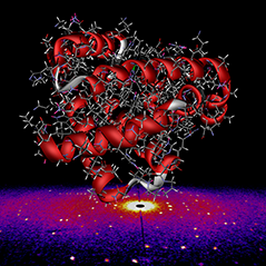Myoglobin Myoglobin