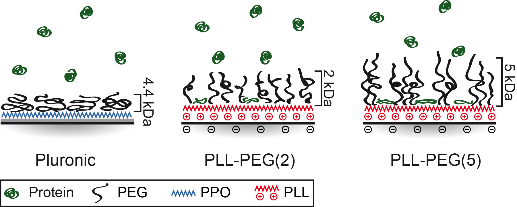 polyethylene glycol polymer layers studies from tethered lipid